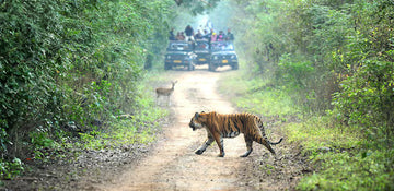 A Guide to Jungle Safari Online Booking in India