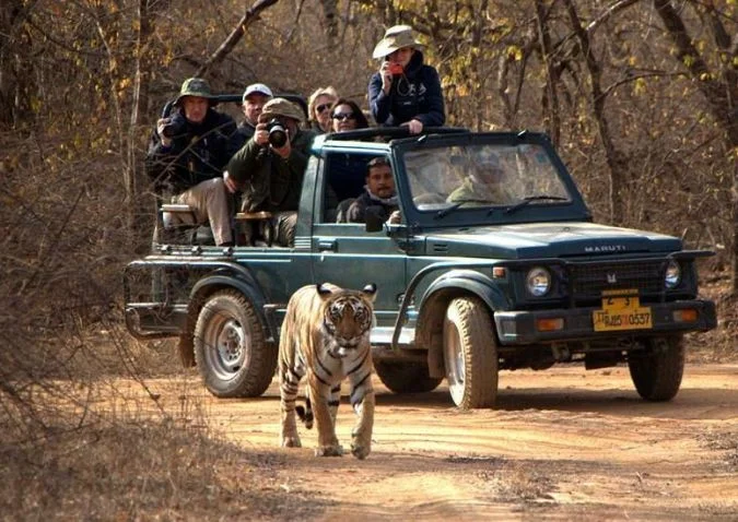Best National Parks for a Wildlife and Nature Safari Experience