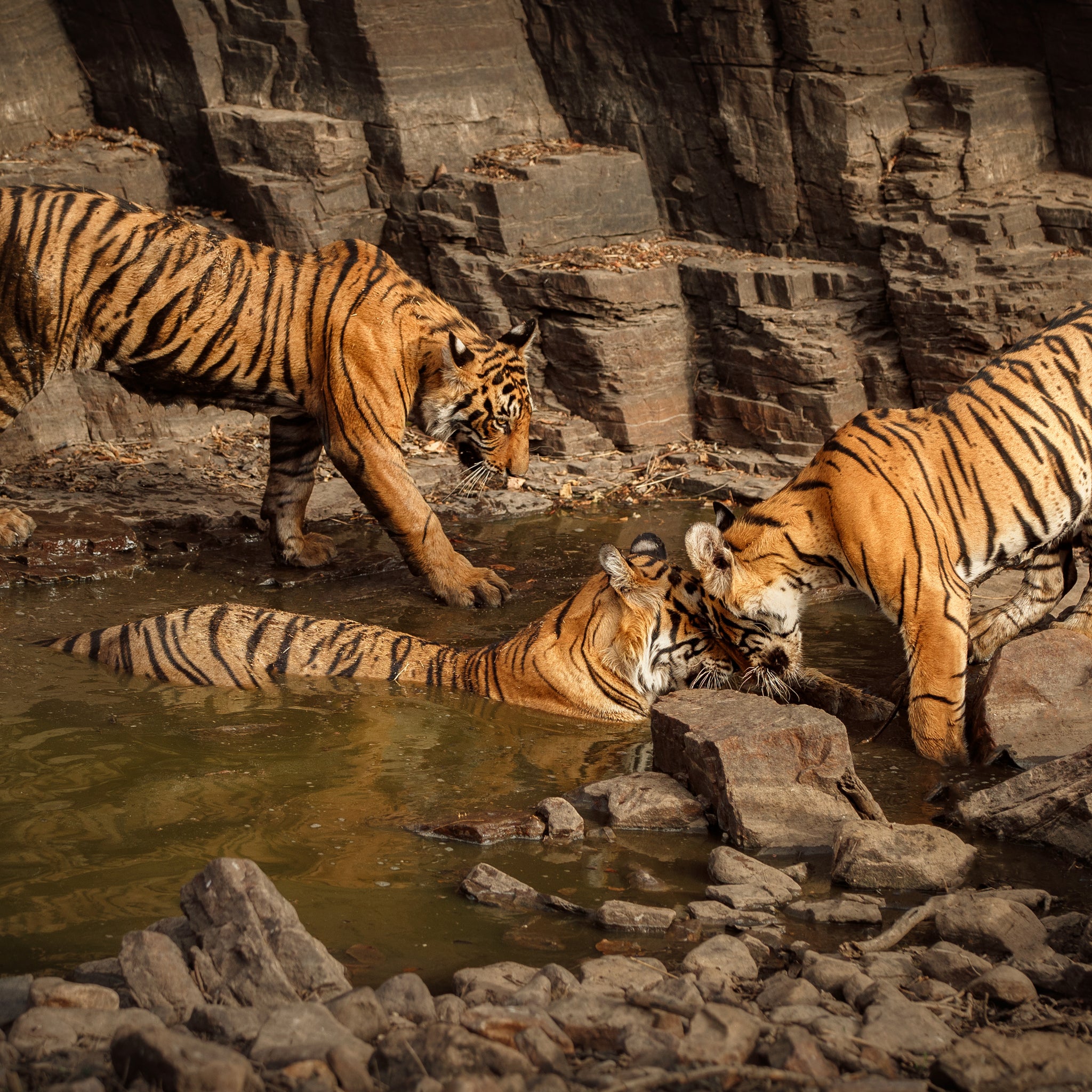 Best Time and Places to See Tigers in India