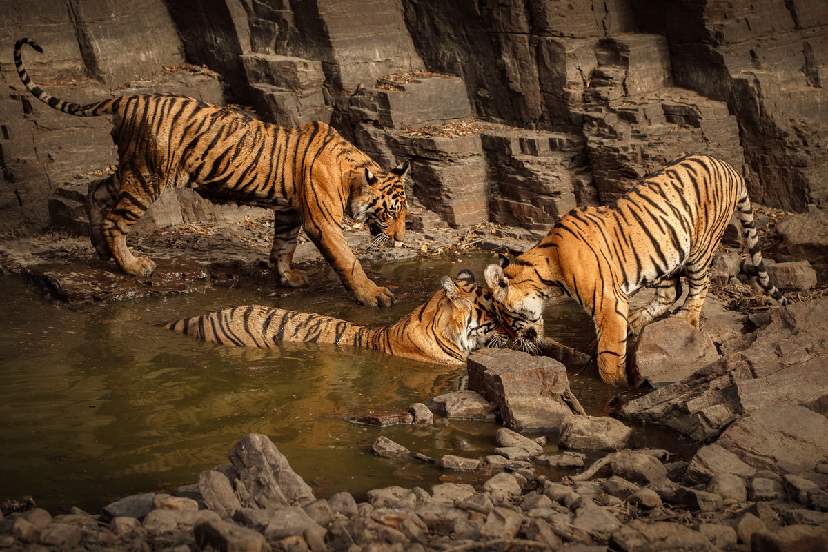 Best Time and Places to See Tigers in India – Clawear